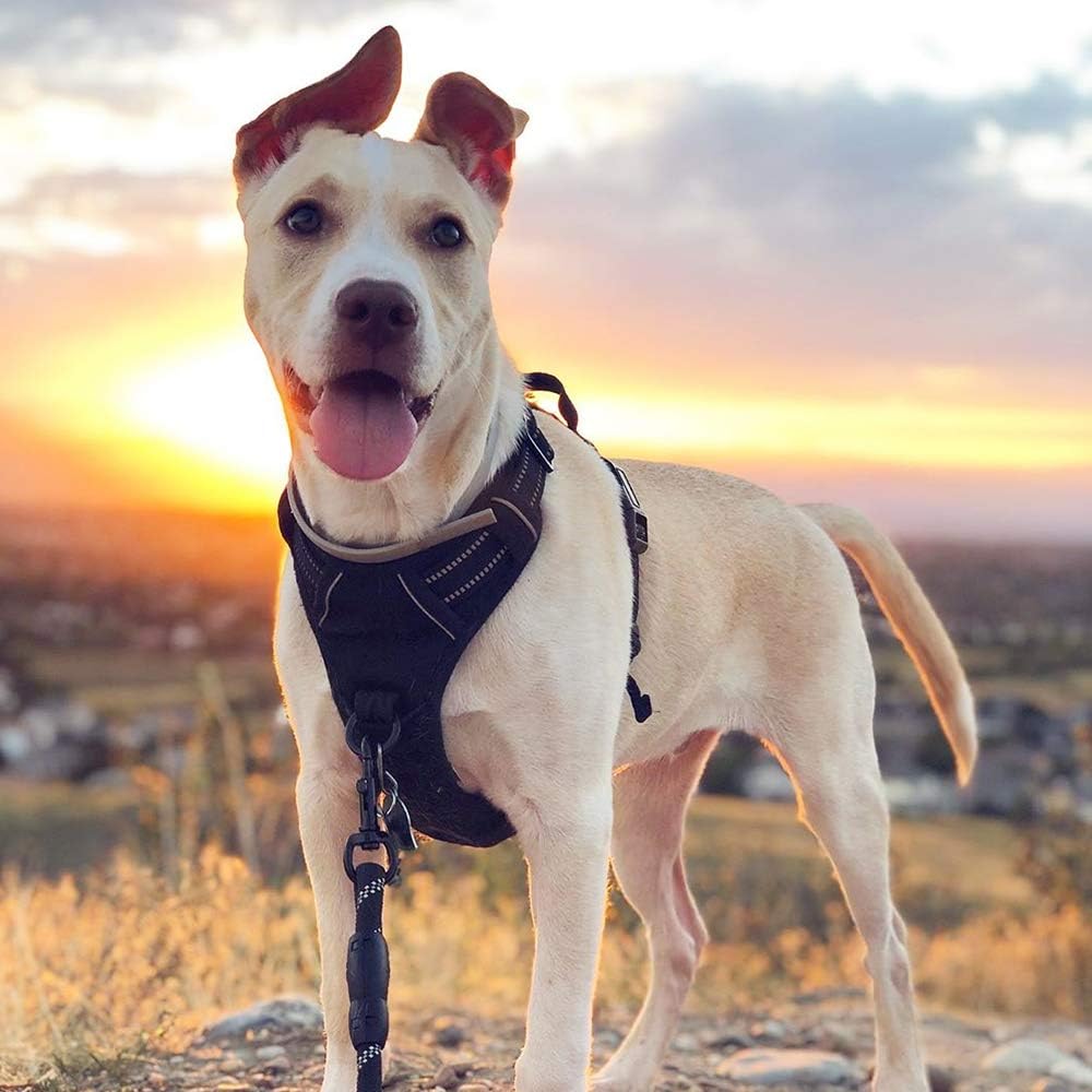 No-Pull Adjustable Dog Harness with Reflective Straps